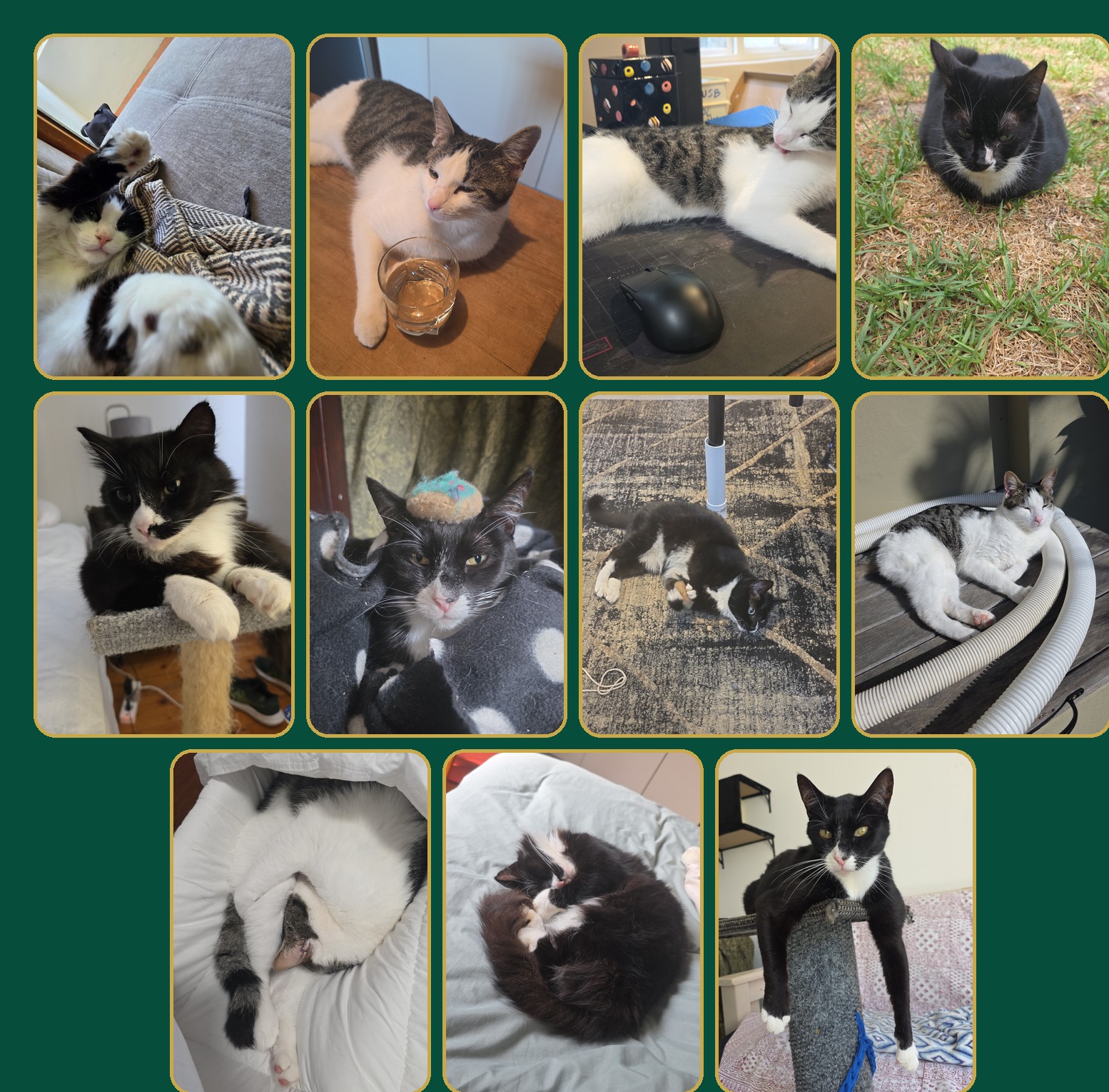 The TuxSquad cats lounging in their favourite spots